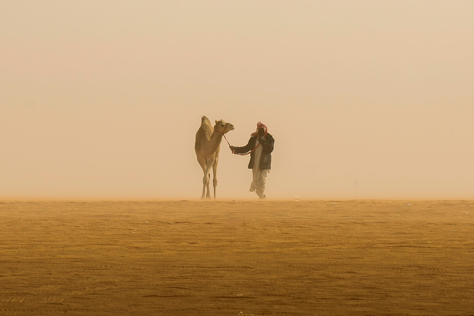 A herder leading his camel in a calm desert atmosphere in Saudi Arabia (Published 2024).