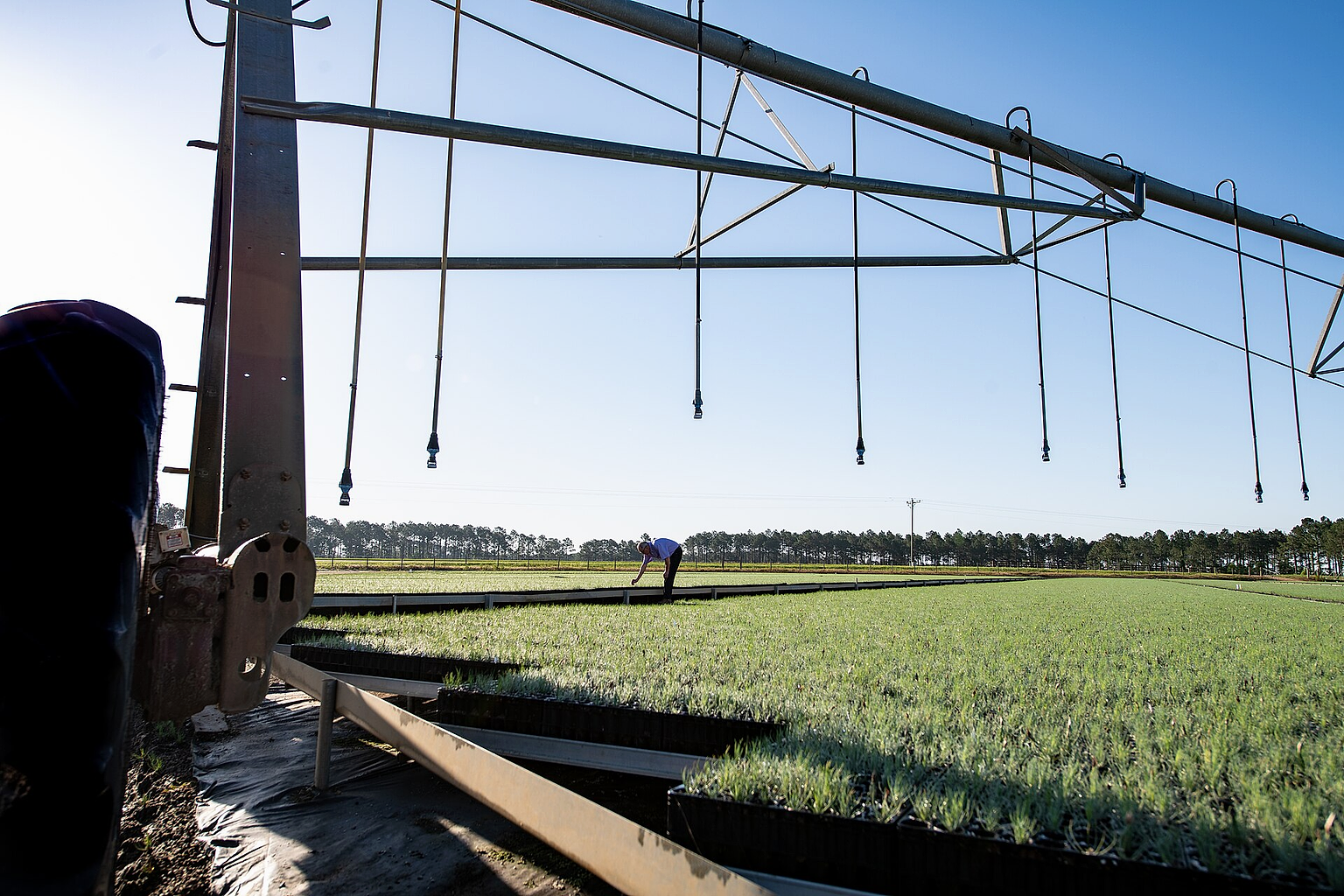 Lewis Taylor Farms co-owner William L. Brim checks on the health of long-leaf pine seedlings and the irrigation system, in Fort Valley, GA, on May 7, 2019. Located near his the greenhouses are two circular crops of long-leaf pines seedlings under a pivot irrigation system equipped with micro-sprinklers. Long-leaf pines are an indigenous tree in the Southeast. Growers are working to increase the number of this slower growing hearty hardwood tree in this region. The farm’s operation includes bell peppers, cucumbers, eggplant, squash, strawberries, tomatoes, cantaloupe, watermelon and a variety of specialty peppers on 6,500 acres; and cotton and peanuts on 1,000 acres. Mr. Brim talks about the immigration and disaster relief challenges following Hurricane Michael. USDA helped this farm with the Farm Service Agency (FSA) Emergency Conservation Program (ECP) for structural damage cleanup. He also mentions the importance of having Secretary Sonny Perdue, a person with agricultural background, come visit and listen to 75 producers six months ago, in southwest Georgia. USDA Photo by Lance Cheung. FSA www.fsa.usda.gov/index ECP www.fsa.usda.gov/programs-and-services/conservation-progr...