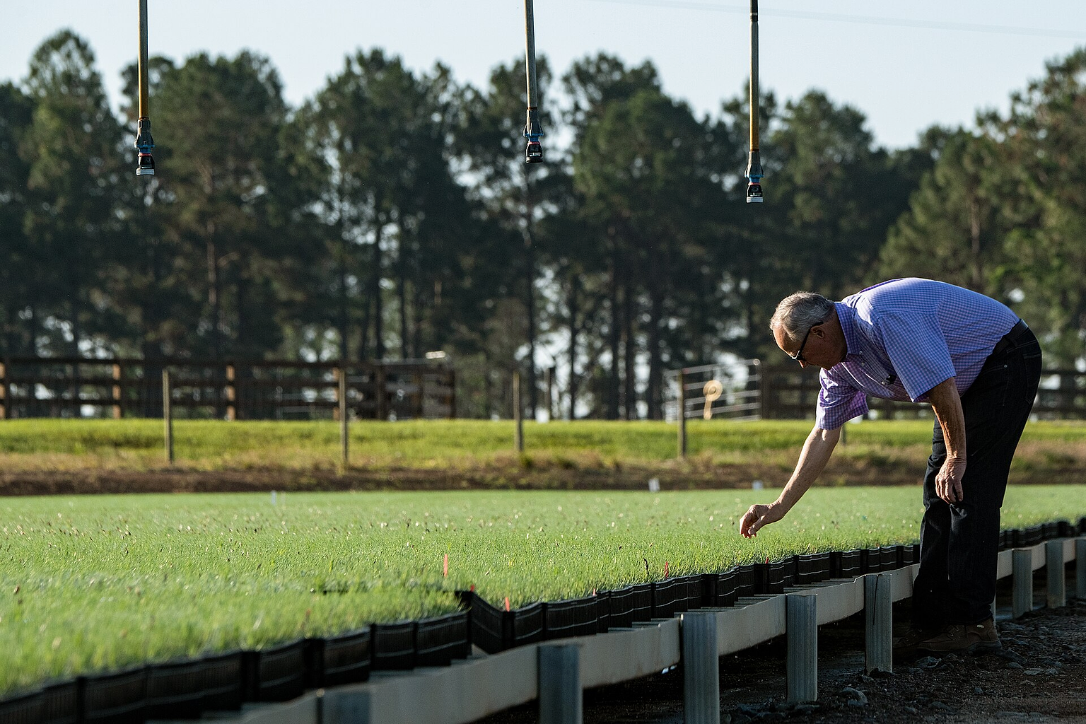 Lewis Taylor Farms co-owner William L. Brim checks on the health of long-leaf pine seedlings and the irrigation system, in Fort Valley, GA, on May 7, 2019. Located near his the greenhouses are two circular crops of long-leaf pines seedlings under a pivot irrigation system equipped with micro-sprinklers. Long-leaf pines are an indigenous tree in the Southeast. Growers are working to increase the number of this slower growing hearty hardwood tree in this region. The farm’s operation includes bell peppers, cucumbers, eggplant, squash, strawberries, tomatoes, cantaloupe, watermelon and a variety of specialty peppers on 6,500 acres; and cotton and peanuts on 1,000 acres. Mr. Brim talks about the immigration and disaster relief challenges following Hurricane Michael. USDA helped this farm with the Farm Service Agency (FSA) Emergency Conservation Program (ECP) for structural damage cleanup. He also mentions the importance of having Secretary Sonny Perdue, a person with agricultural background, come visit and listen to 75 producers six months ago, in southwest Georgia. USDA Photo by Lance Cheung. FSA www.fsa.usda.gov/index ECP www.fsa.usda.gov/programs-and-services/conservation-progr...