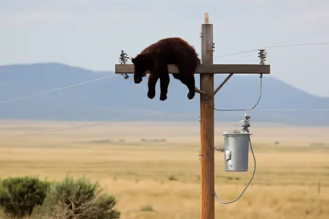 Grounded editorial scene illustrating A bear was captured on video balancing atop a utility pole near Gladstone, New Mexico, before reportedly dying from electrocution after the incident.