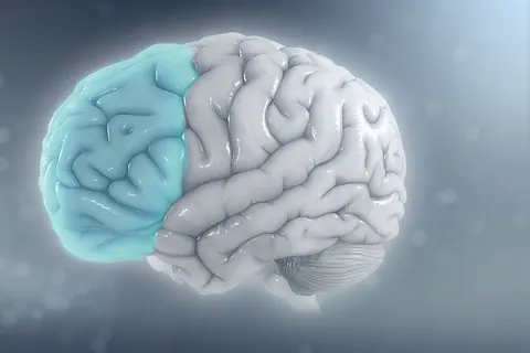 ADHD has a major effect on the prefrontal cortex of the brain.