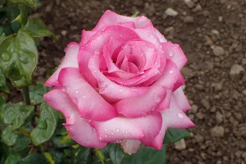 Rosa 'Silver Lining' (A. Dickson, 1958), Rosarium Sangerhausen.