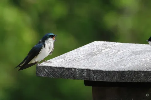 Tree Swallow conversations- "And just what did you think you were doing?".