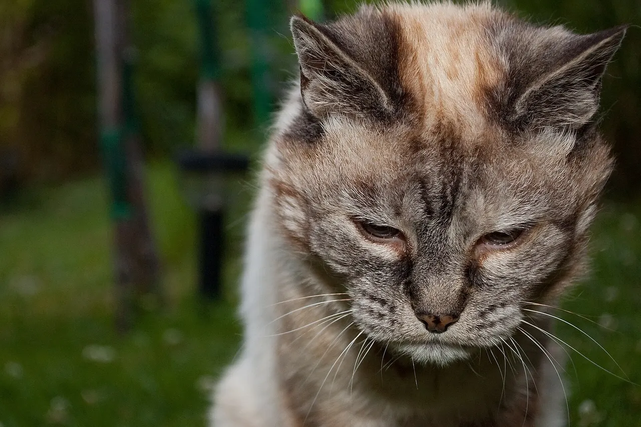 A 20-year-old cat that looks tired because of its advanced age.