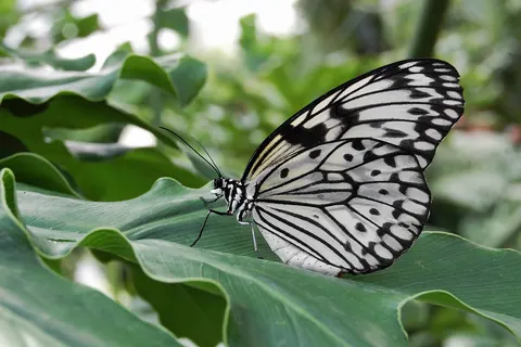 Paper Kite ( Idea leuconoe )