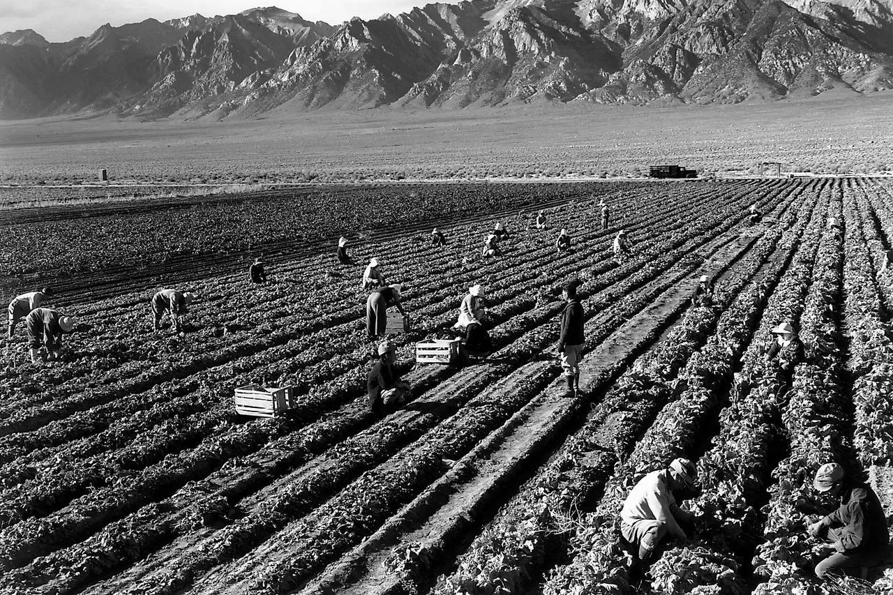 Original caption: Farm, farm workers, Mt. Williamson in background, Manzanar Relocation Center, California.