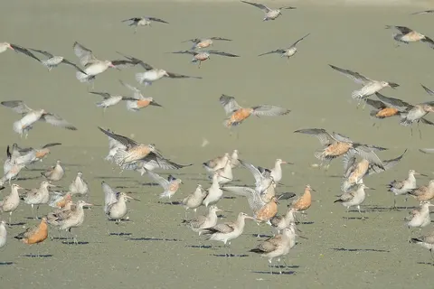 Bar-tailed godwits and red knots landing between ones standing on the beach