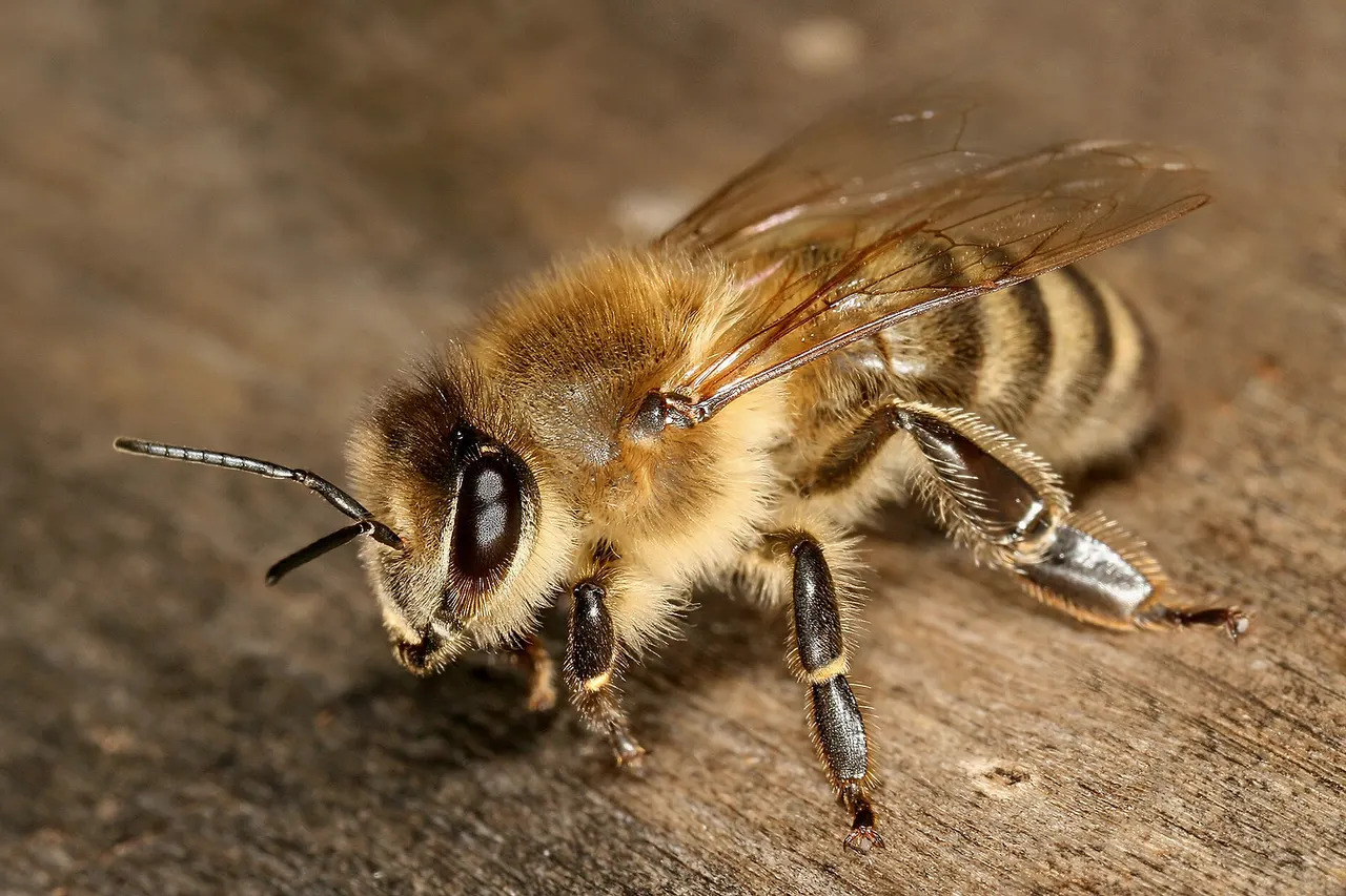Description: The Carniolan honey bee (Apis mellifera carnica) is a subspecies of Western honey bee. It originates from Slovenia, but can now be found also in Austria, part of Hungary, Romania, Croatia, Bosnia and Herzegovina, and Serbia.