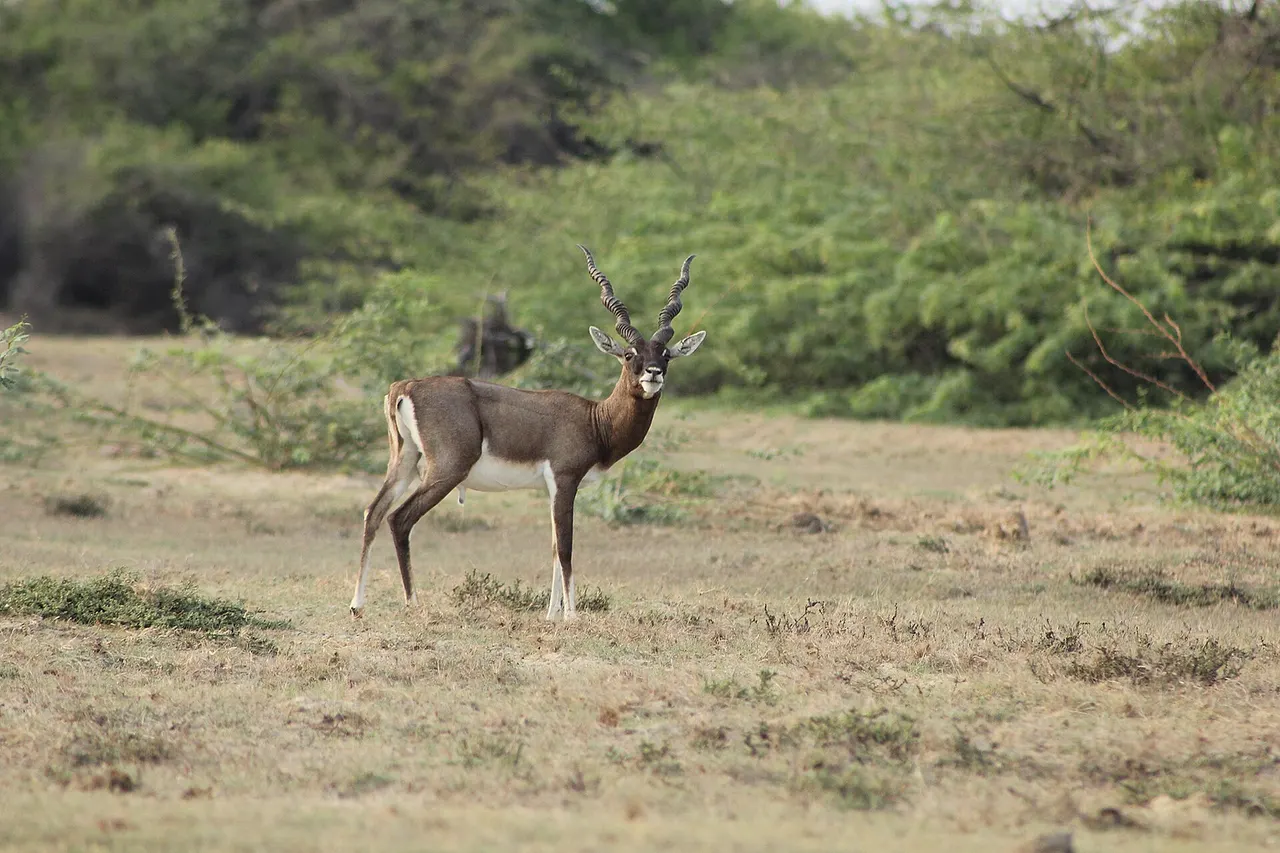 Taken at Point Calimere, Nagapatinam-district, Tamilnadu