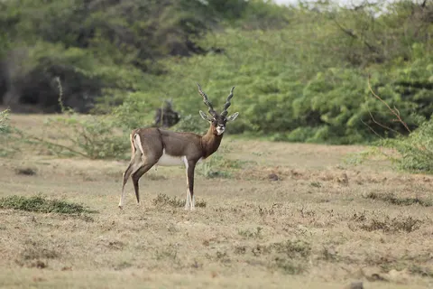 Taken at Point Calimere, Nagapatinam-district, Tamilnadu
