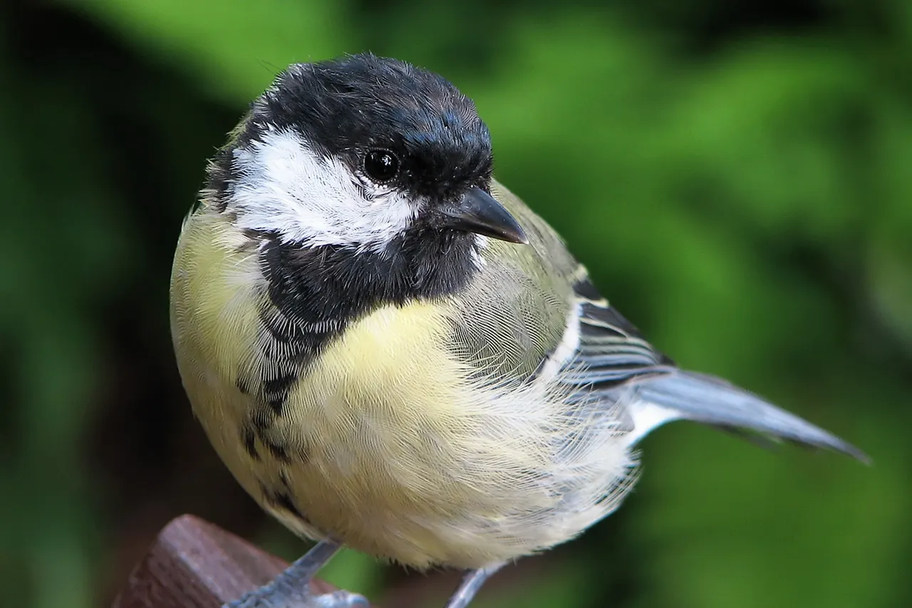 Great Tit