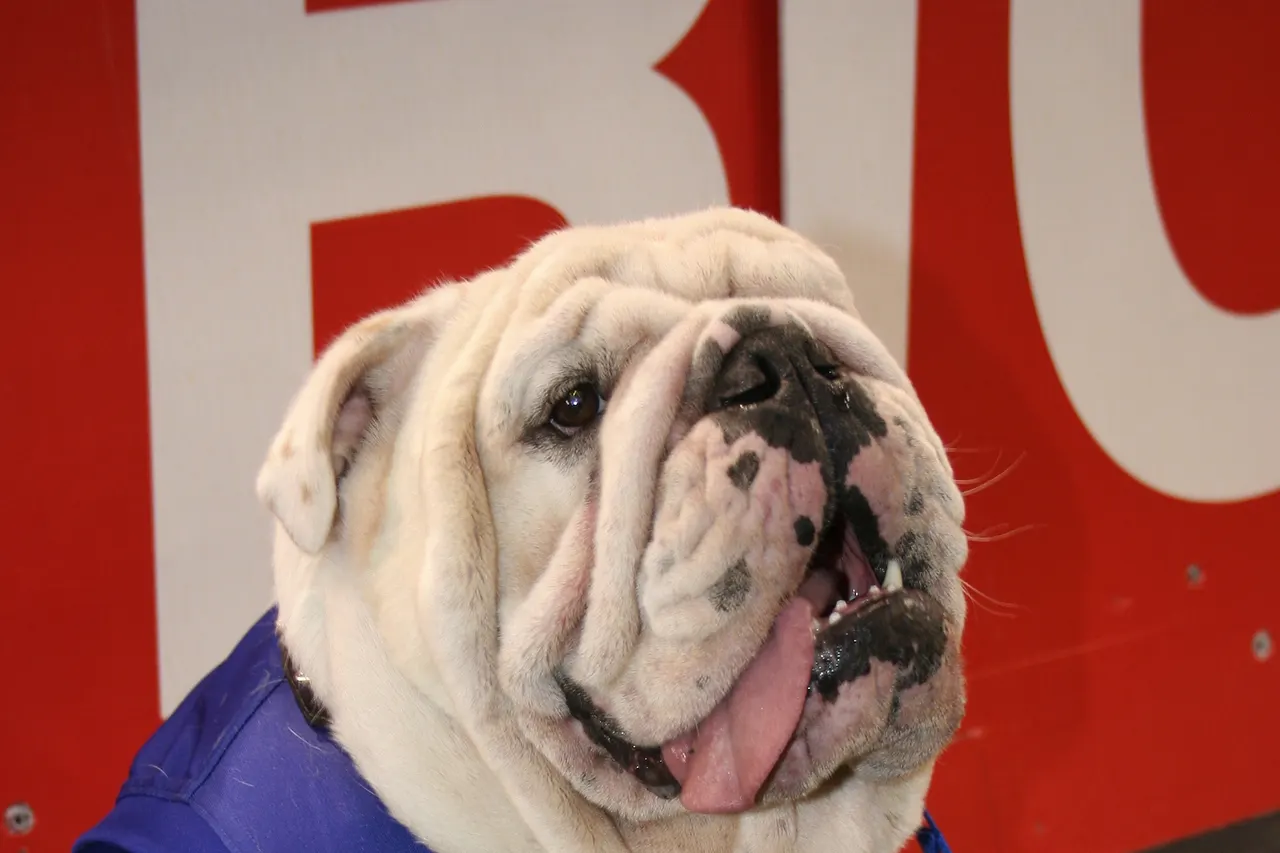 British Bulldog Mascot "Sid" of the Footscray Western Bulldogs Australian football club.
