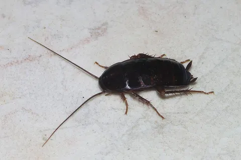 An oriental cockroach (female Blatta orientalis ).