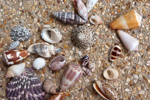 Seashells of Southeast Asia. Koh Samui, Thailand.