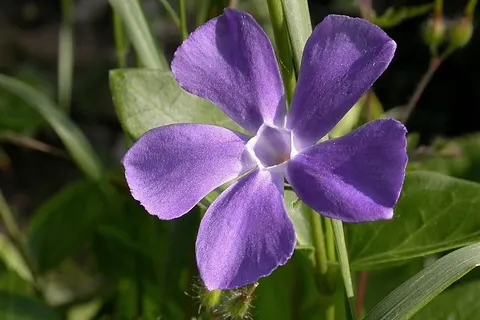 Vinca major , Gradignan, Gironde, France, jardin