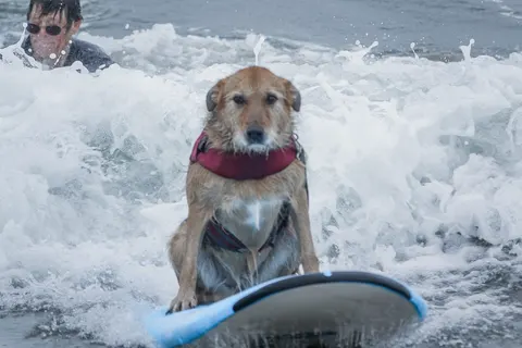 2016 World Dog-Surfing Championship