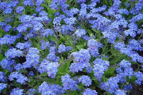 Myosotis 'Victoria' white Mir PB Cent 90 Myosotis victoria En: Photograph taken at the Jardin des Plantes in Paris , France Fr: Photographie prise au Jardin des Plantes à Paris , France