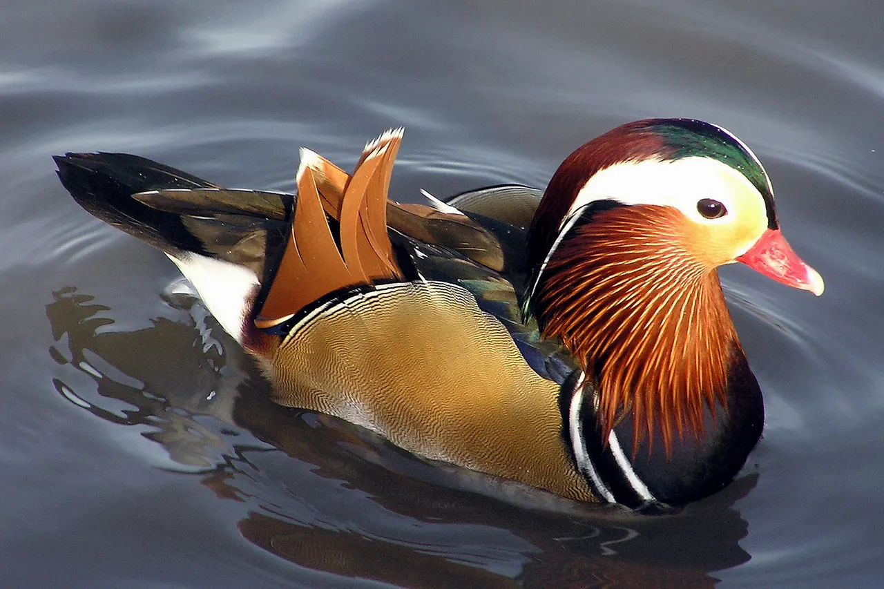 A male Mandarin Duck at Slimbridge Wildfowl and Wetlands Centre , Gloucestershire, England. Its right wing has been clipped.