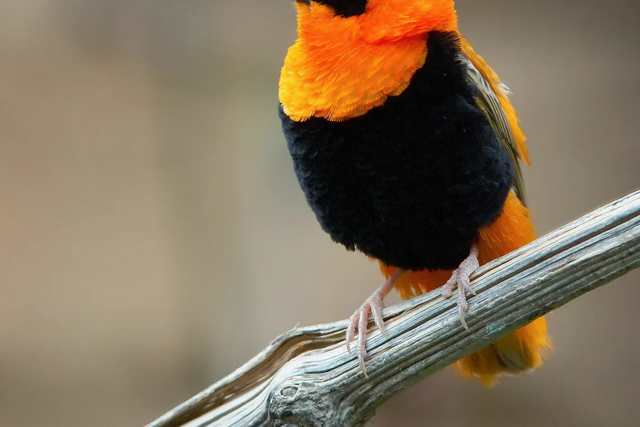 Euplectes franciscanus Northern Red Bishop