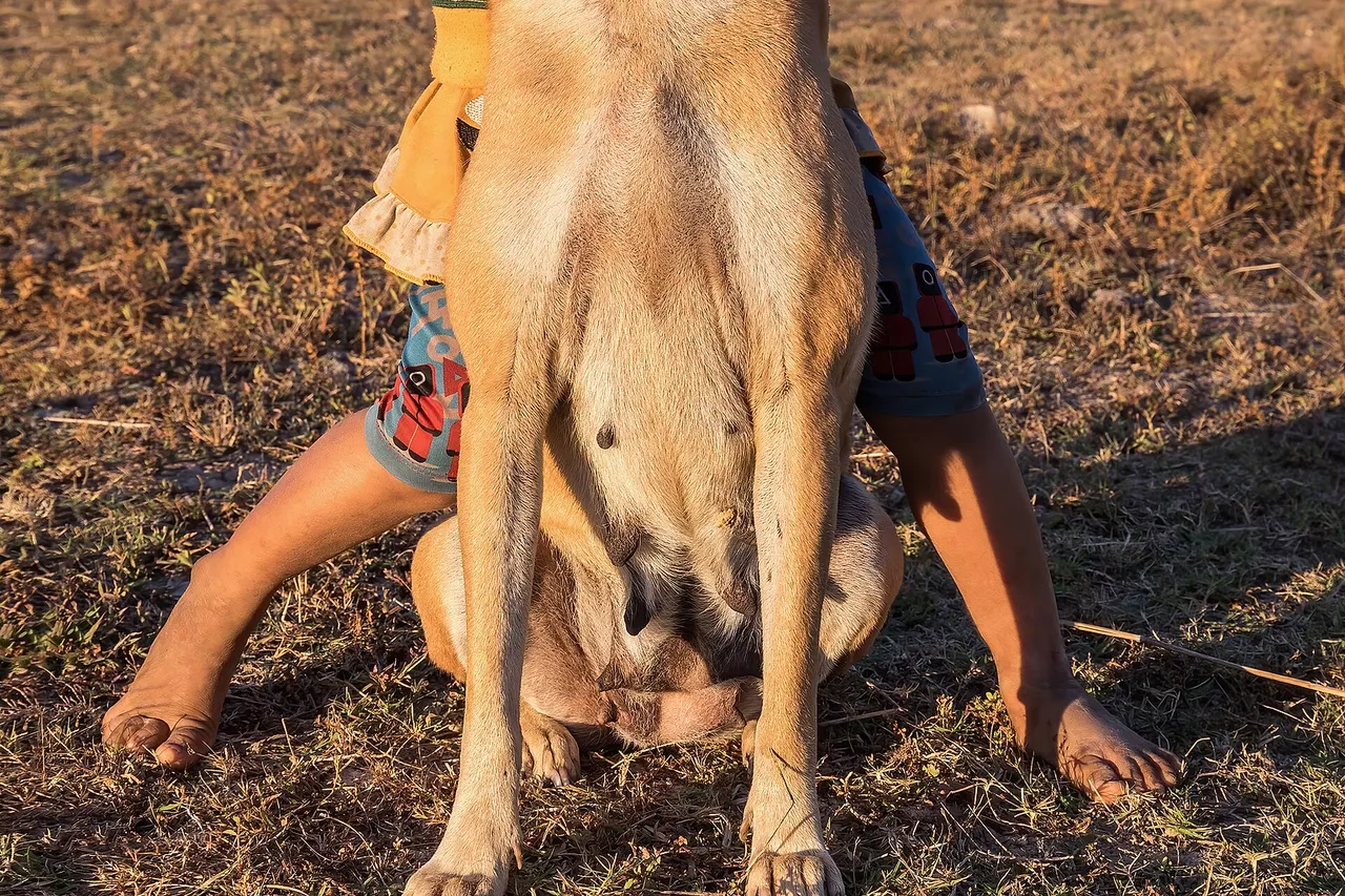 Human–canine bond ( interspecies friendship ). Smiling two-year old girl hugging her dog tightly with closed eyes, at golden hour in the countryside of Don Det , Si Phan Don , Laos .