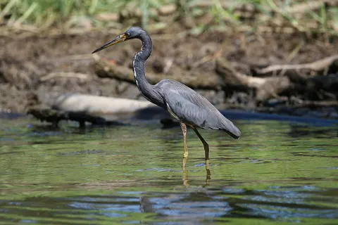 Tricolored Heron, picture taken in Tortuguero national park, Costa Rica