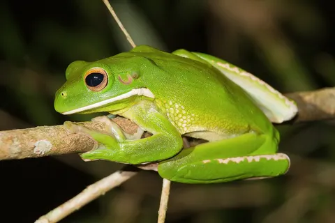 White-lipped tree frog ( Litoria infrafrenata ), Julatten, Queensland , Australia