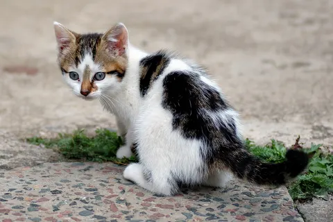 A six-week old kitten.