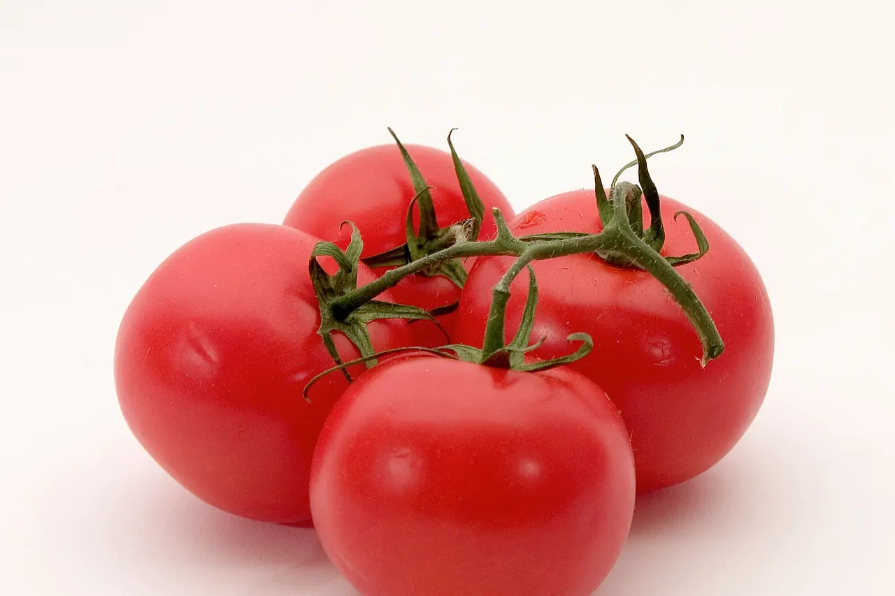 Best Of Cheese Foods! Tomato Burger Tomato Pizza Tomato Lasagna