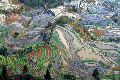 ( Honghe Hani Rice Terraces ) in Yunnan Province, China.