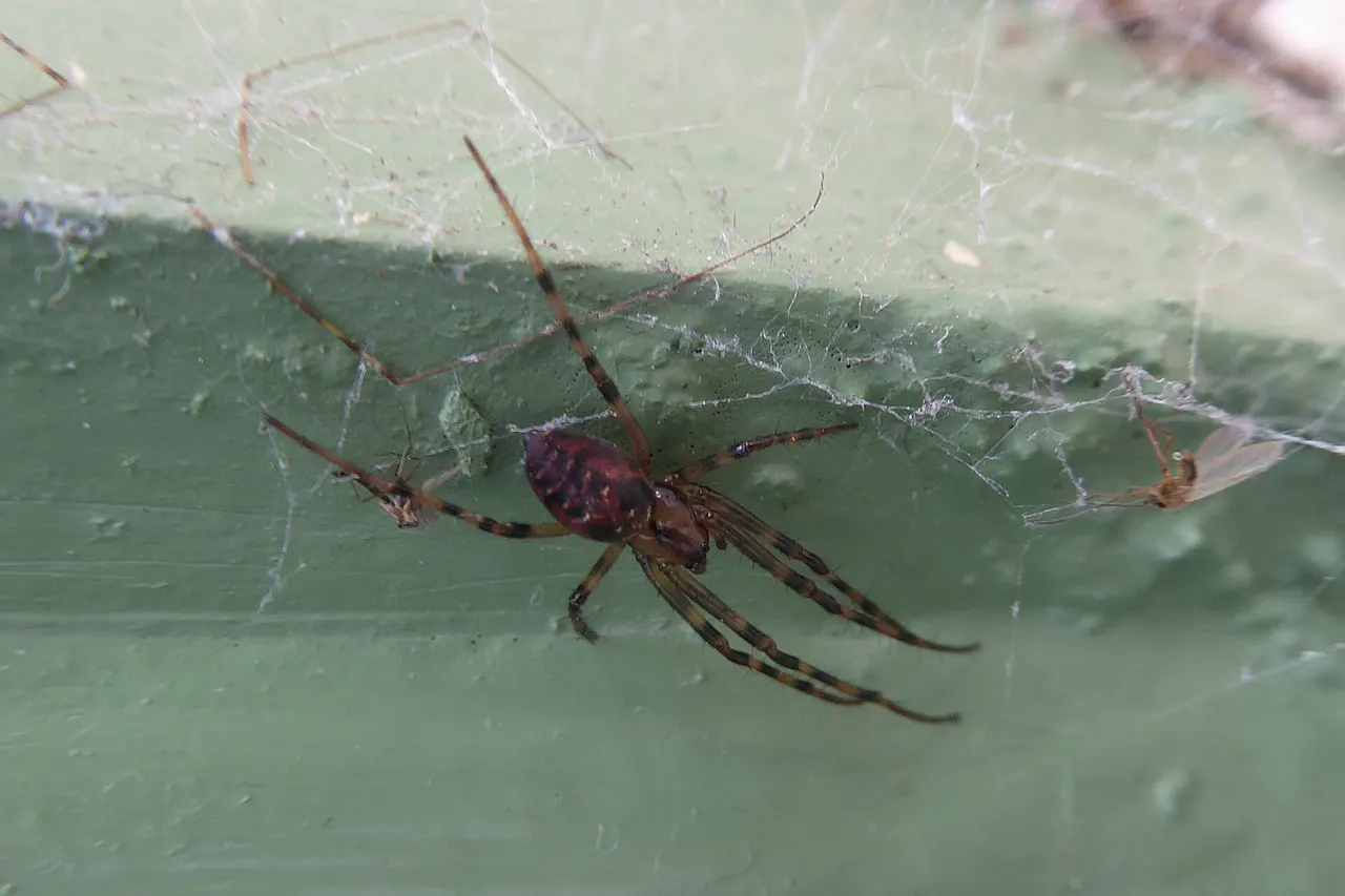 Spider of the genus Meta photographed near Eilean Donan Castle (Scotland)