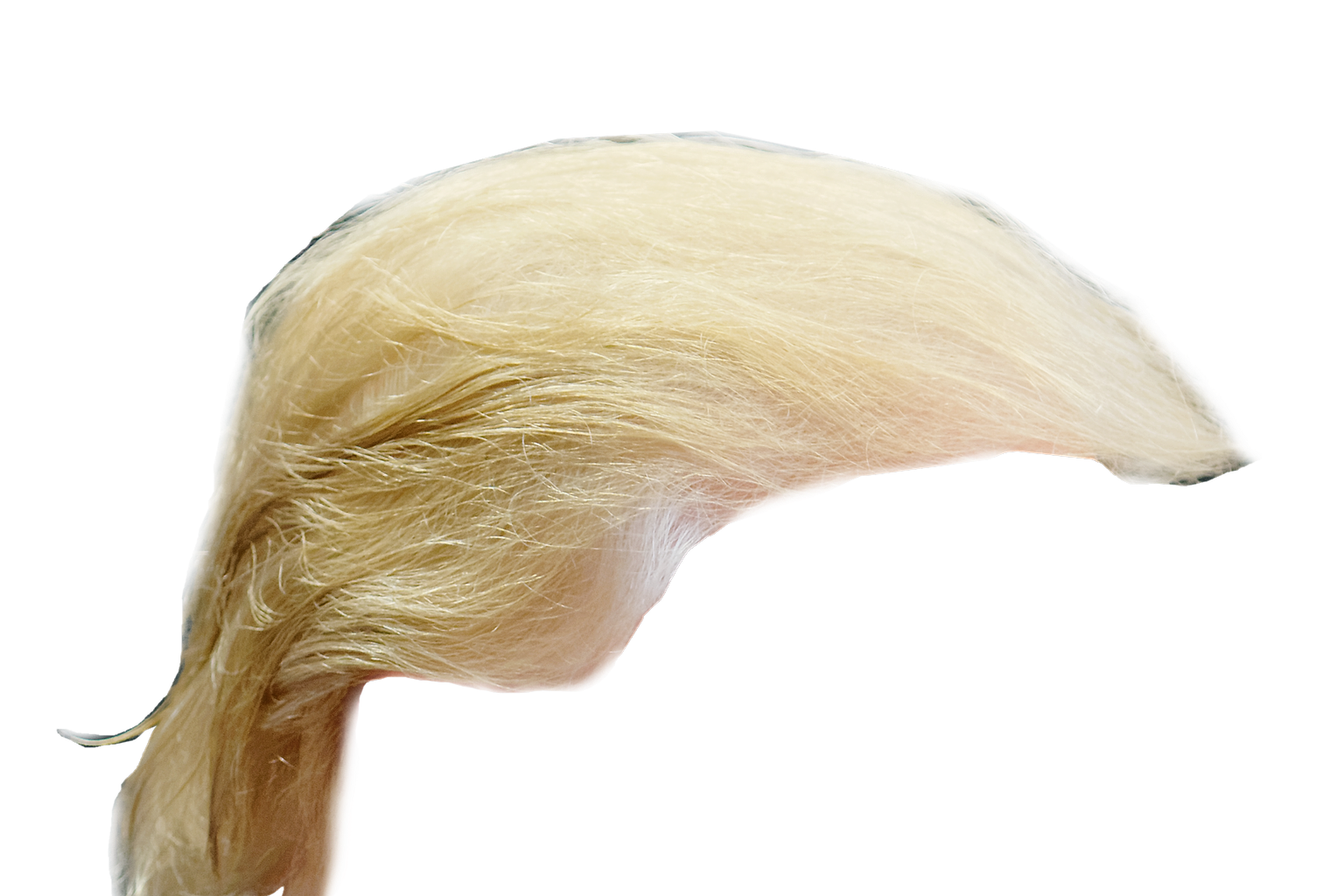 This is a crop emphasizing Donald Trump's iconic hairstyle.