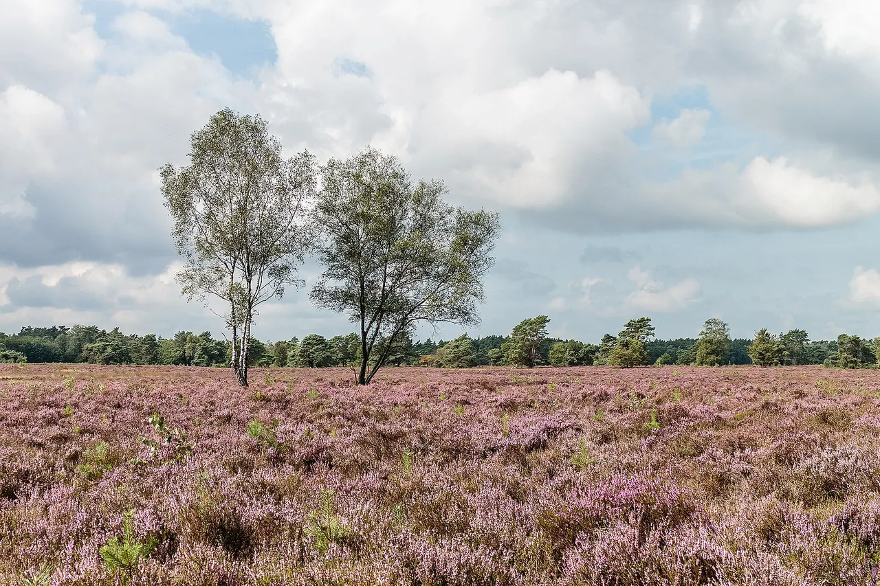 Walk on the Tongeren Heide. Flowering heather with Betula .