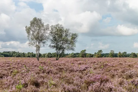 Walk on the Tongeren Heide. Flowering heather with Betula .
