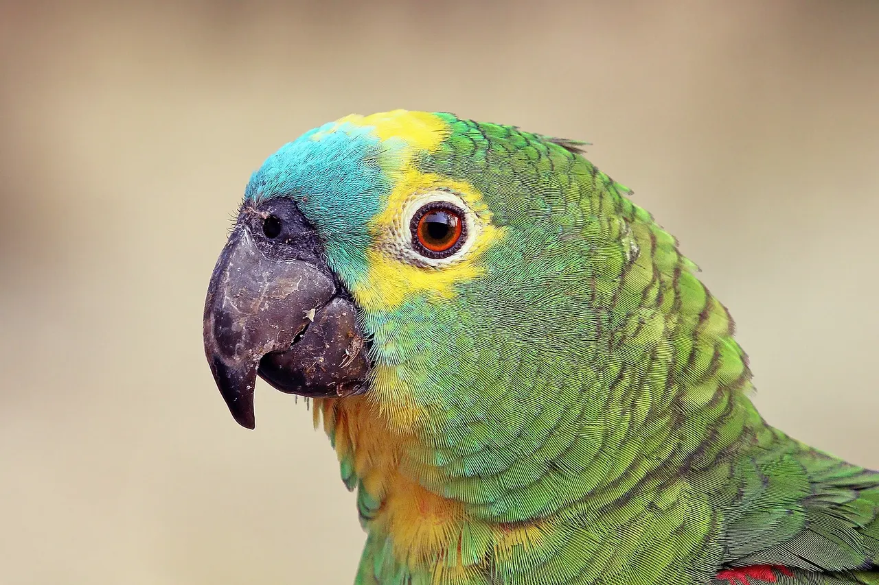 Turquoise-fronted amazon ( Amazona aestiva ), the Pantanal, Brazil