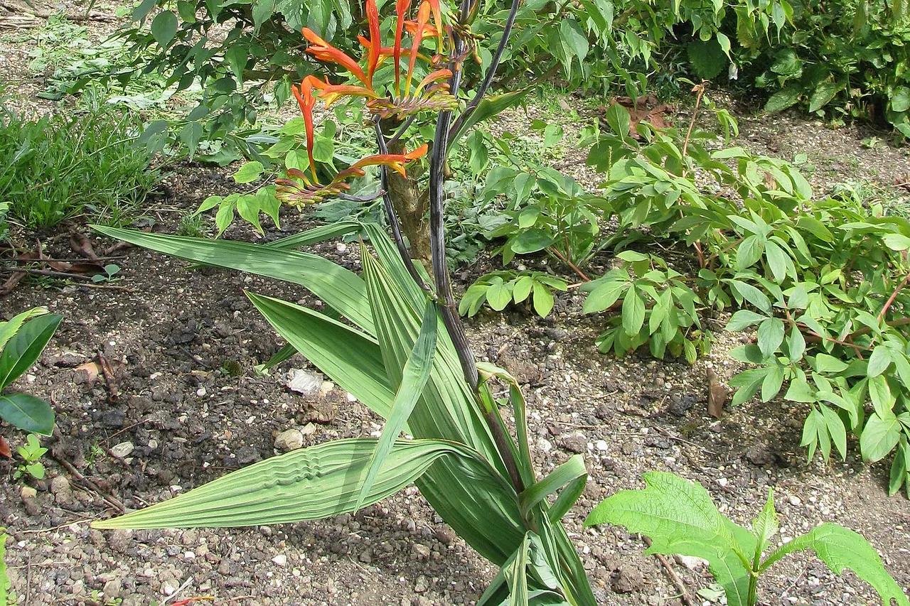 Crocosmia paniculata Cally Grey Leaf