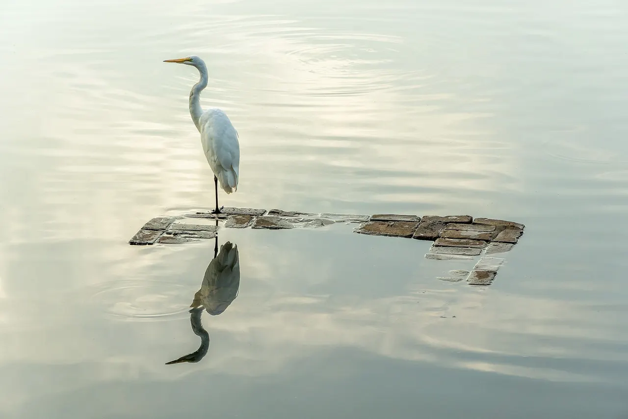 500px provided description: Heron enjoying sunset on Lake Avondale. [#lake ,#sunset ,#water ,#reflection ,#bird ,#evening ,#heron ,#wildlife]