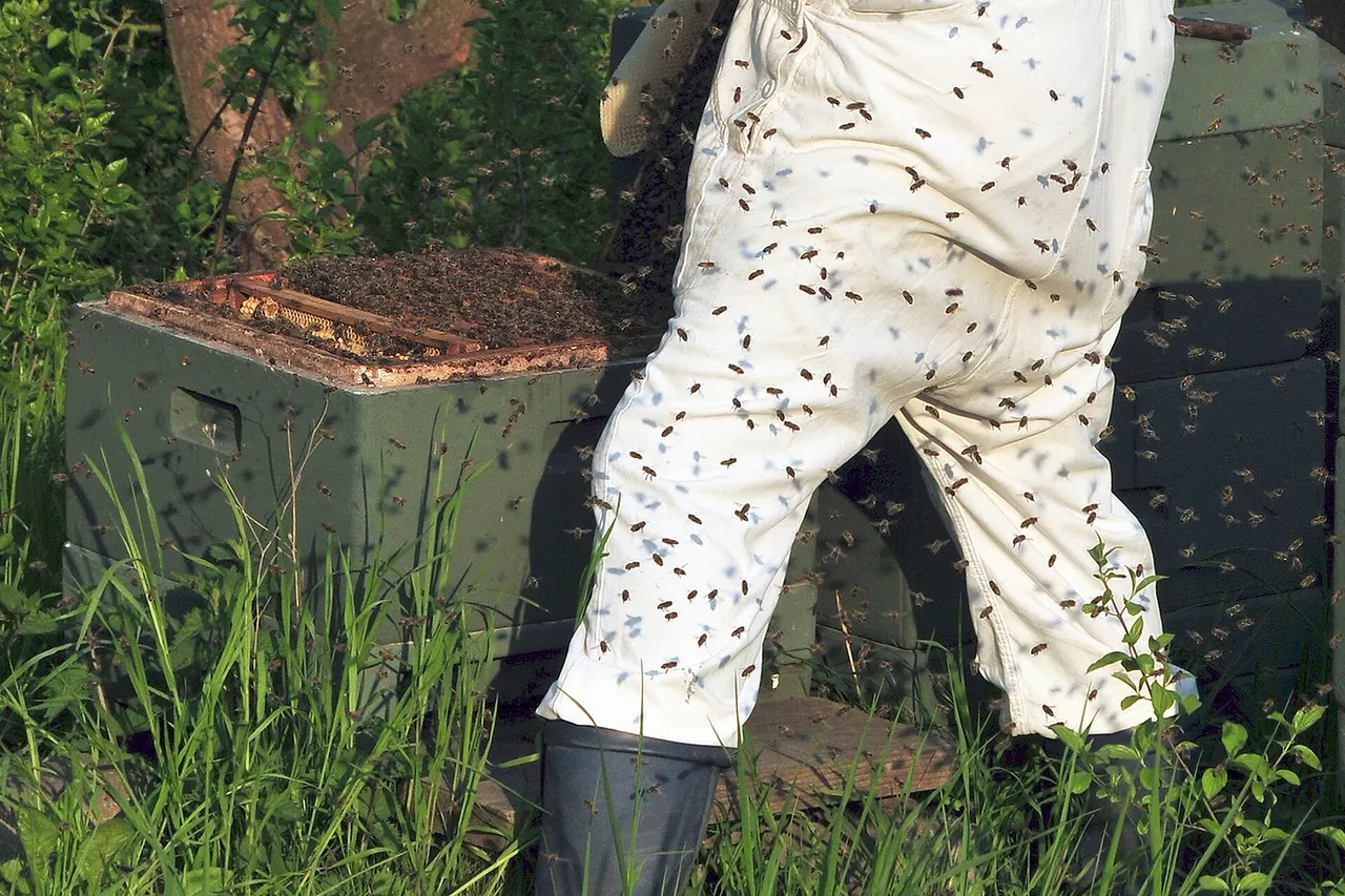 German Beekeeper in the district Hildesheim , Lower Saxony , Germany .