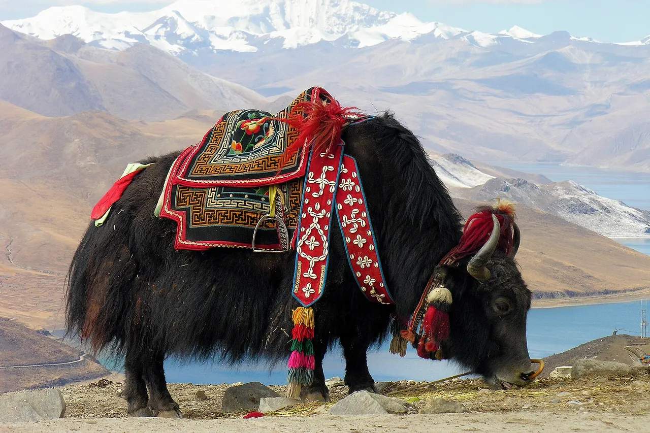 Yak near Yamdrok lake , Tibet . It is a long-haired bovinae found throughout the Himalayan region of south Central Asia, the Tibetan Plateau and as far north as Mongolia and Russia . The Tibetan economy is dominated by subsistence agriculture . Due to limited arable land, the primary occupation of the Tibetan Plateau is raising livestock, such as sheep, cattle, goats, camels, yaks, dzo, and horses. The Tibetan yak is an integral part of Tibetan life. (Used in a small exhibition in Stockholm, at the World Water Week, raising awareness about climate change in the Himalayas. Original title was: "Tibet-5812")
