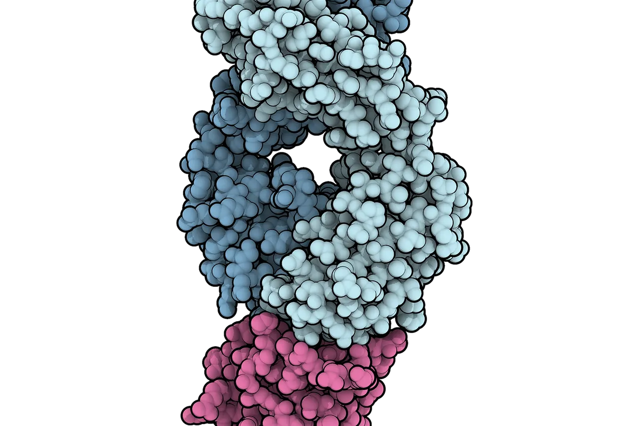 Space-filling model of the antigen-binding fragment of atezolizumab (pale blue) in complex with PD-L1 (pink). Style made to resemble the Protein Data Bank 's "Molecule of the Month" series, illustrated by Dr. David S. Goodsell of the Scripps Research Institute . Created using QuteMol ( http://qutemol.sourceforge.net ) and GIMP . Optimized with OptiPNG .