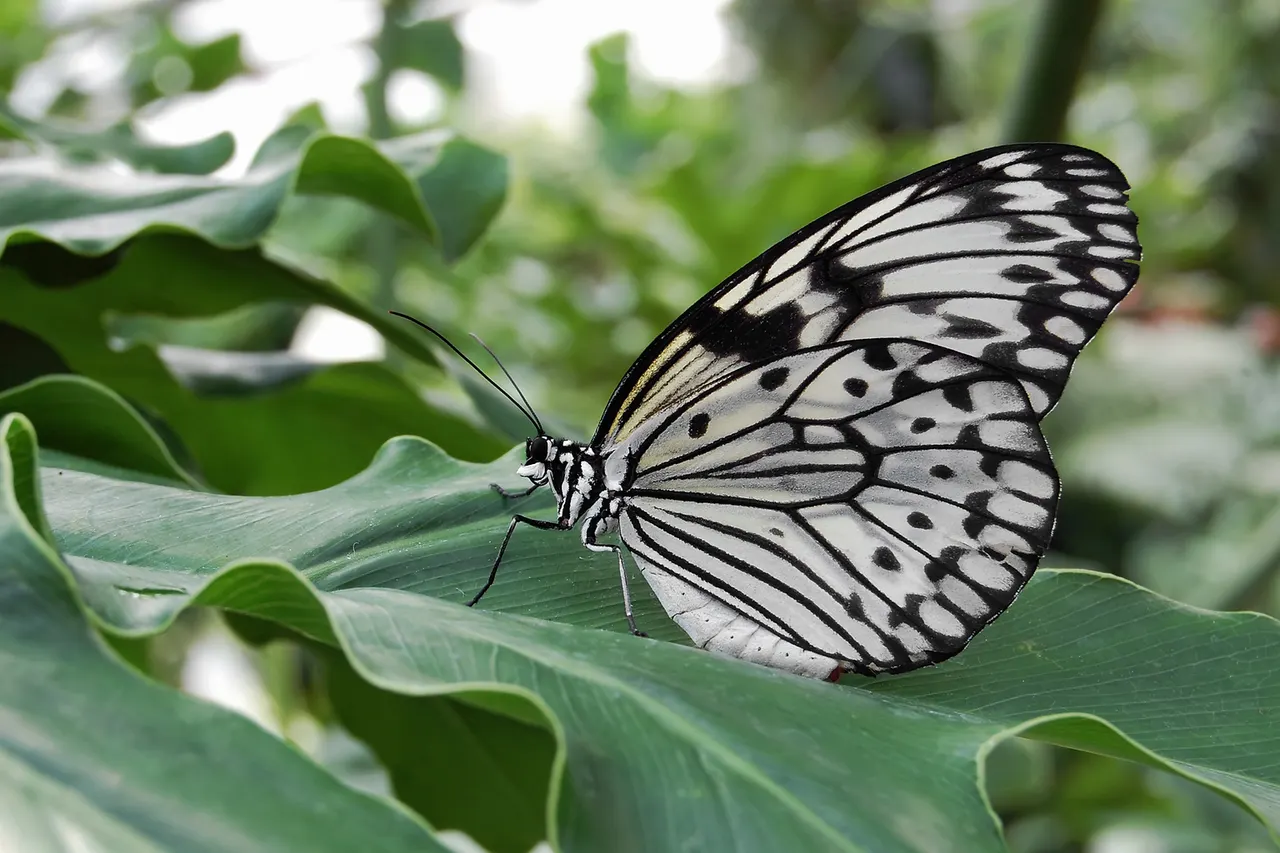 Paper Kite ( Idea leuconoe )